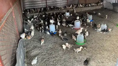 صوص صيصان دجاج بلدي وفيومي من اسبوع الي شهر 2