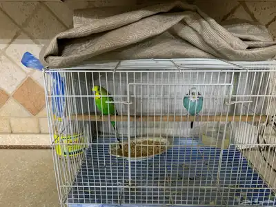 باجي 0