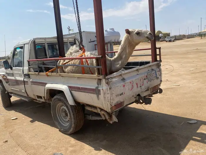 بكره عليانيه العضم طيب والقبه طيبه والطفاح ماش طفاح 7