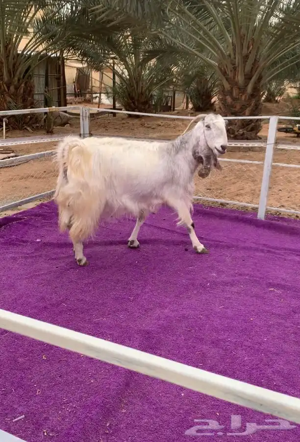 اربع معزاء مشاريك دفيع 7