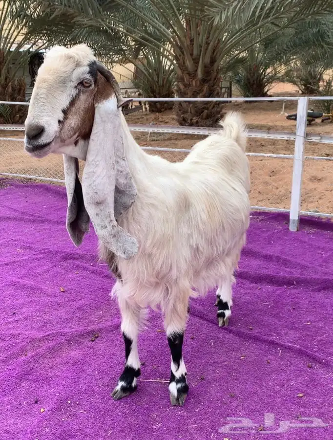 اربع معزاء مشاريك دفيع 1