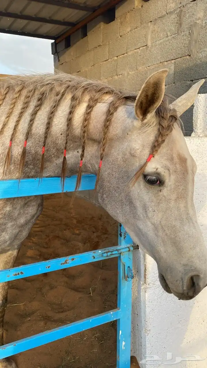 مربط البرجس للخيل العربية الأصيلة 5
