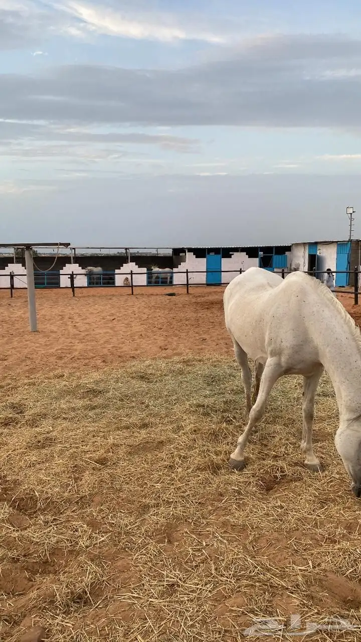 مربط البرجس للخيل العربية الأصيلة 6