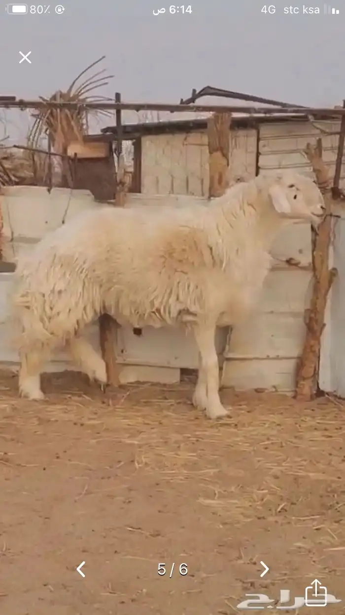 عروض 1مشاريك حري عيسي 62