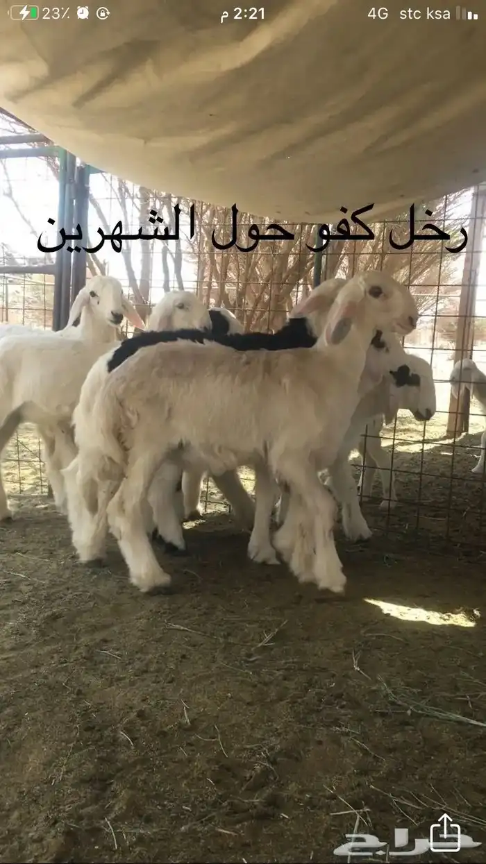 عروض 1مشاريك حري عيسي 58
