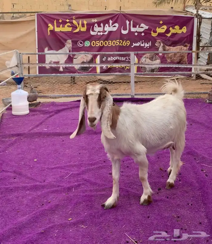 اربع معزاء مشاريك دفيع 8