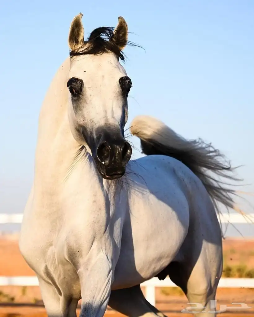 مربط البرجس للخيل العربية الأصيلة 4