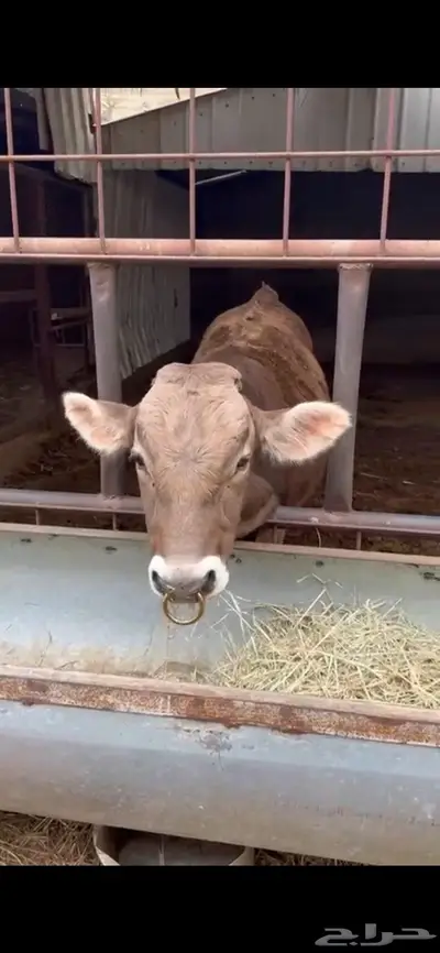عجاجيل سويسري براون نادره وفحلها 1