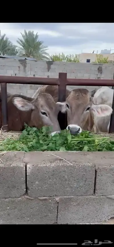عجاجيل سويسري براون نادره وفحلها 0
