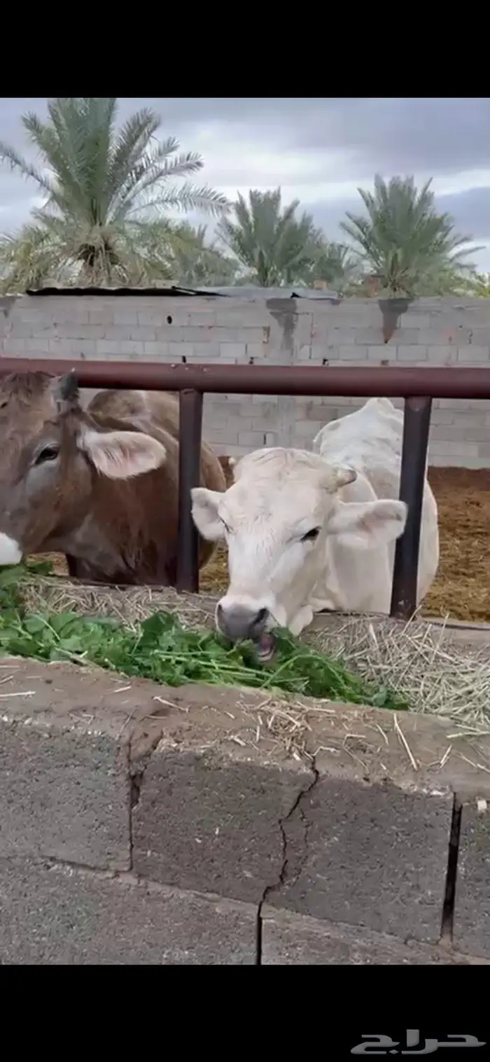 عجاجيل سويسري براون نادره وفحلها 2