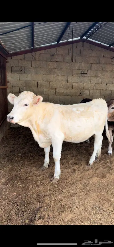عجاجيل سويسري براون نادره وفحلها 3