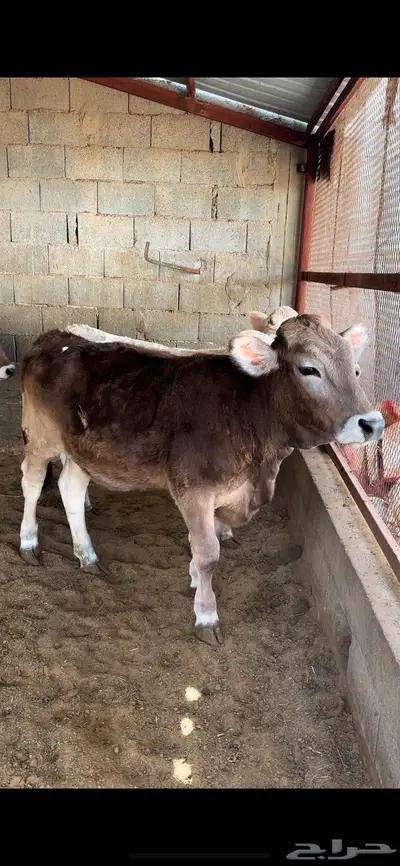 عجاجيل سويسري براون نادره وفحلها 6