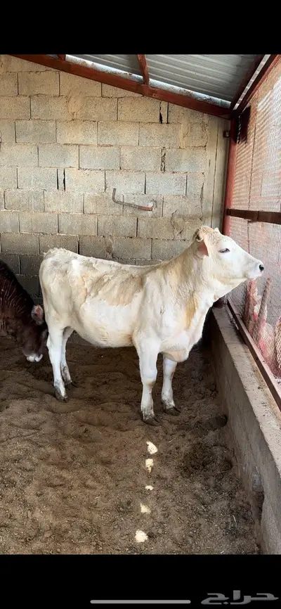 عجاجيل سويسري براون نادره وفحلها 5