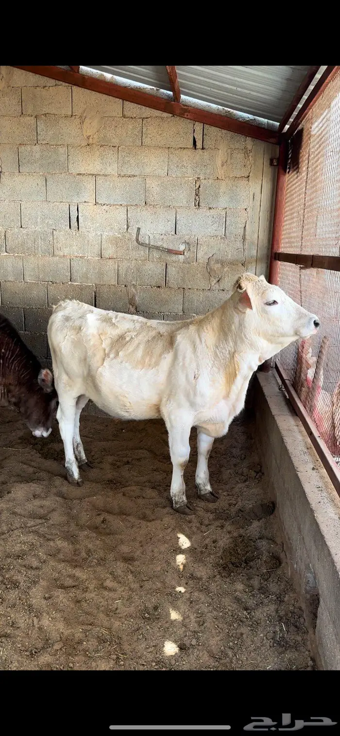 عجاجيل سويسري براون نادره وفحلها 5