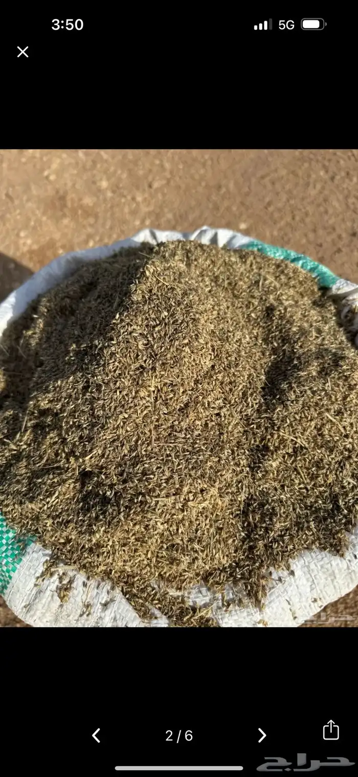 بذور رودس نظيفه 1