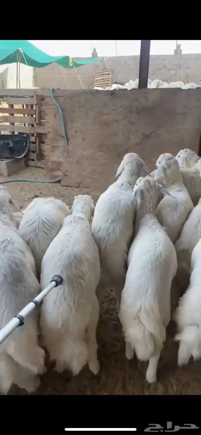 ذبايح طليان ورخال حريات 0