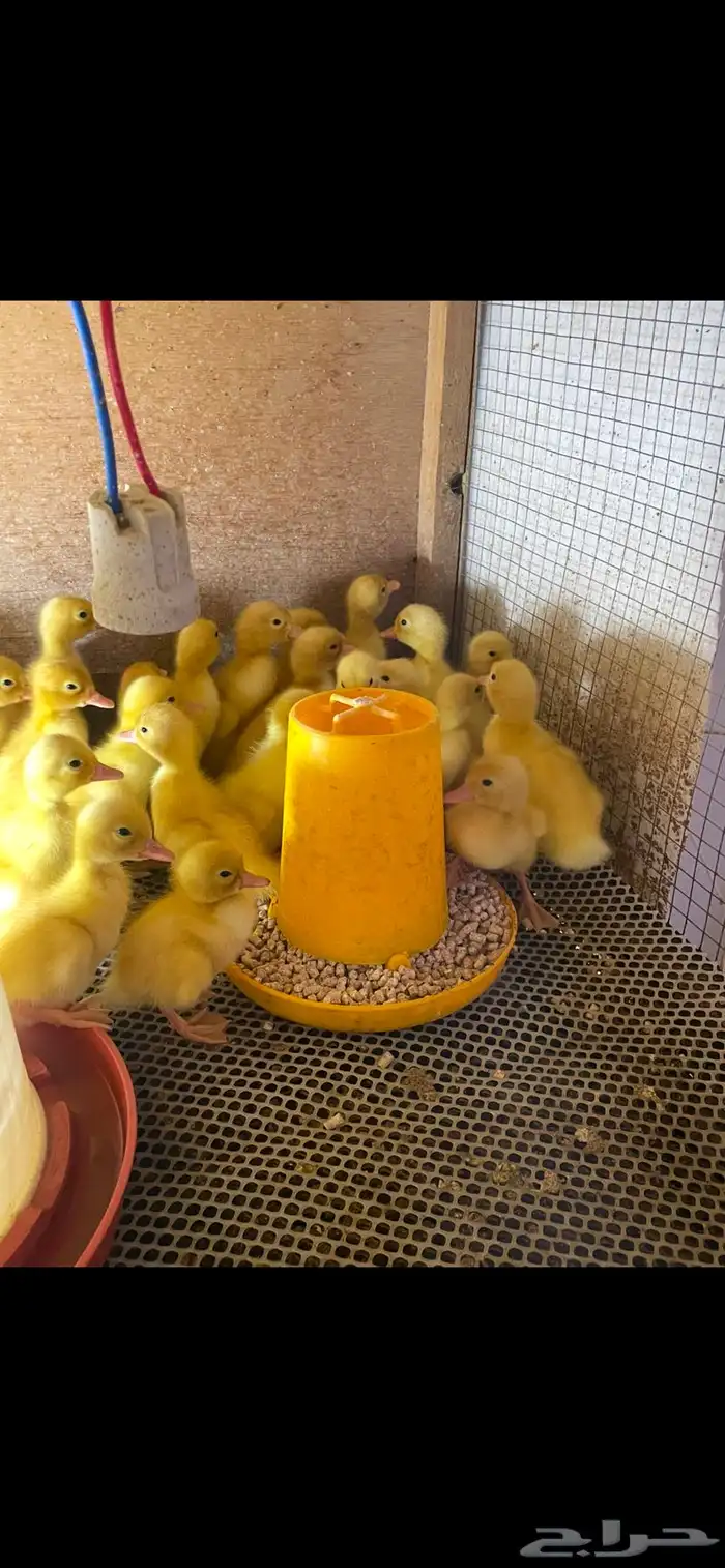 للبيع صوص بط بكيني يوجد دفعه كل اسبوع 1