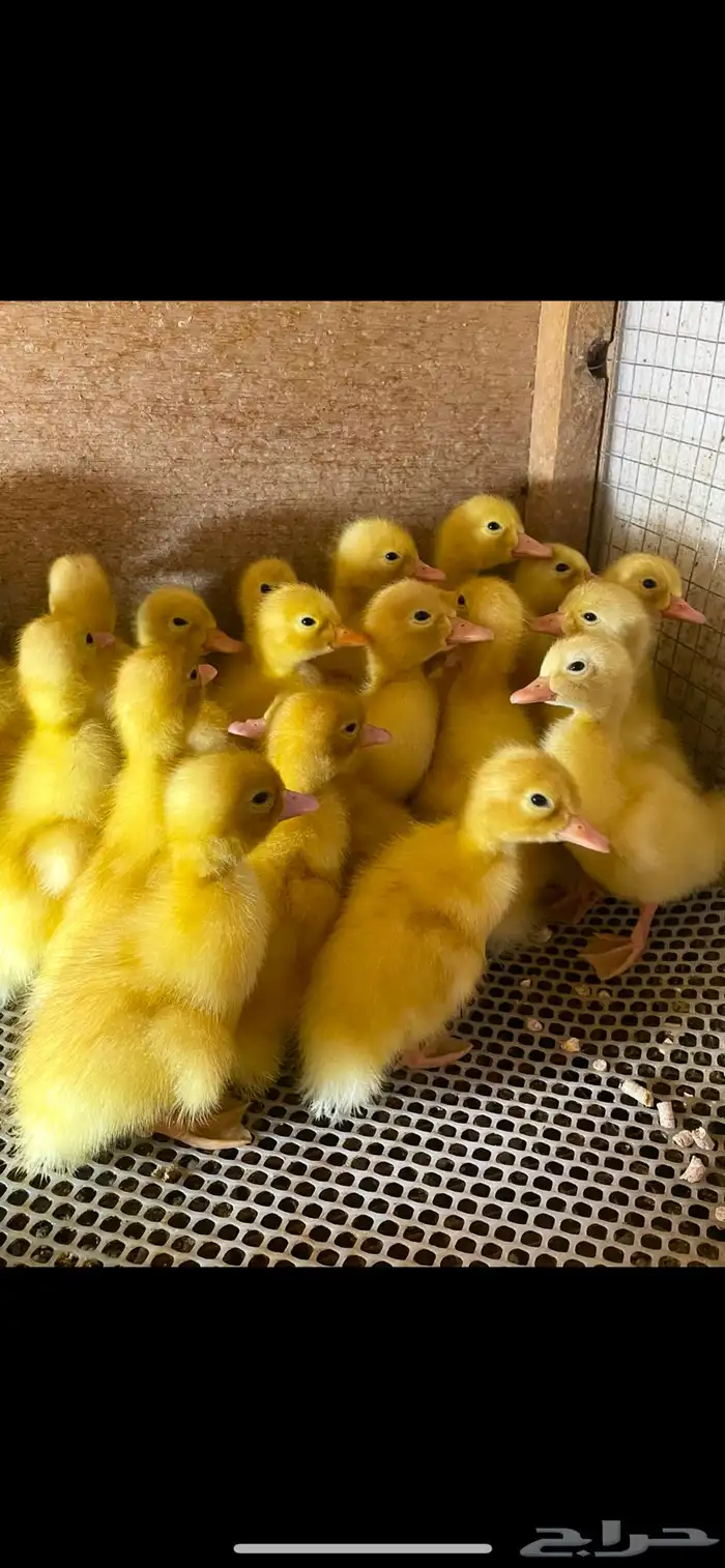 للبيع صوص بط بكيني يوجد دفعه كل اسبوع 0