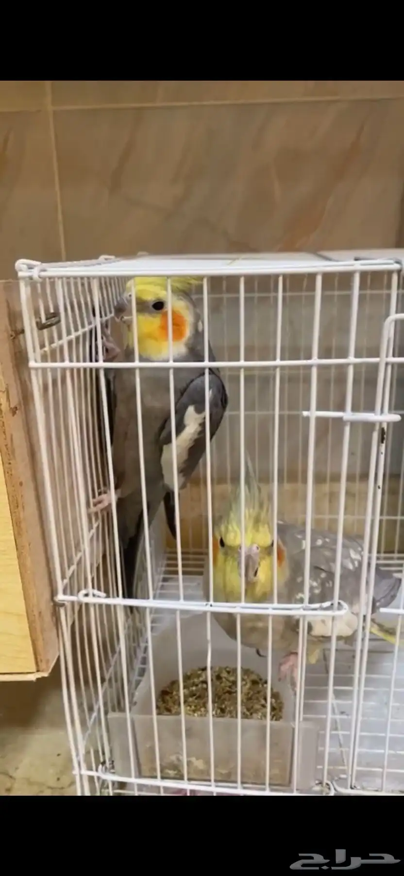 بيع بغباء ذكر وأنثى ازواج 0