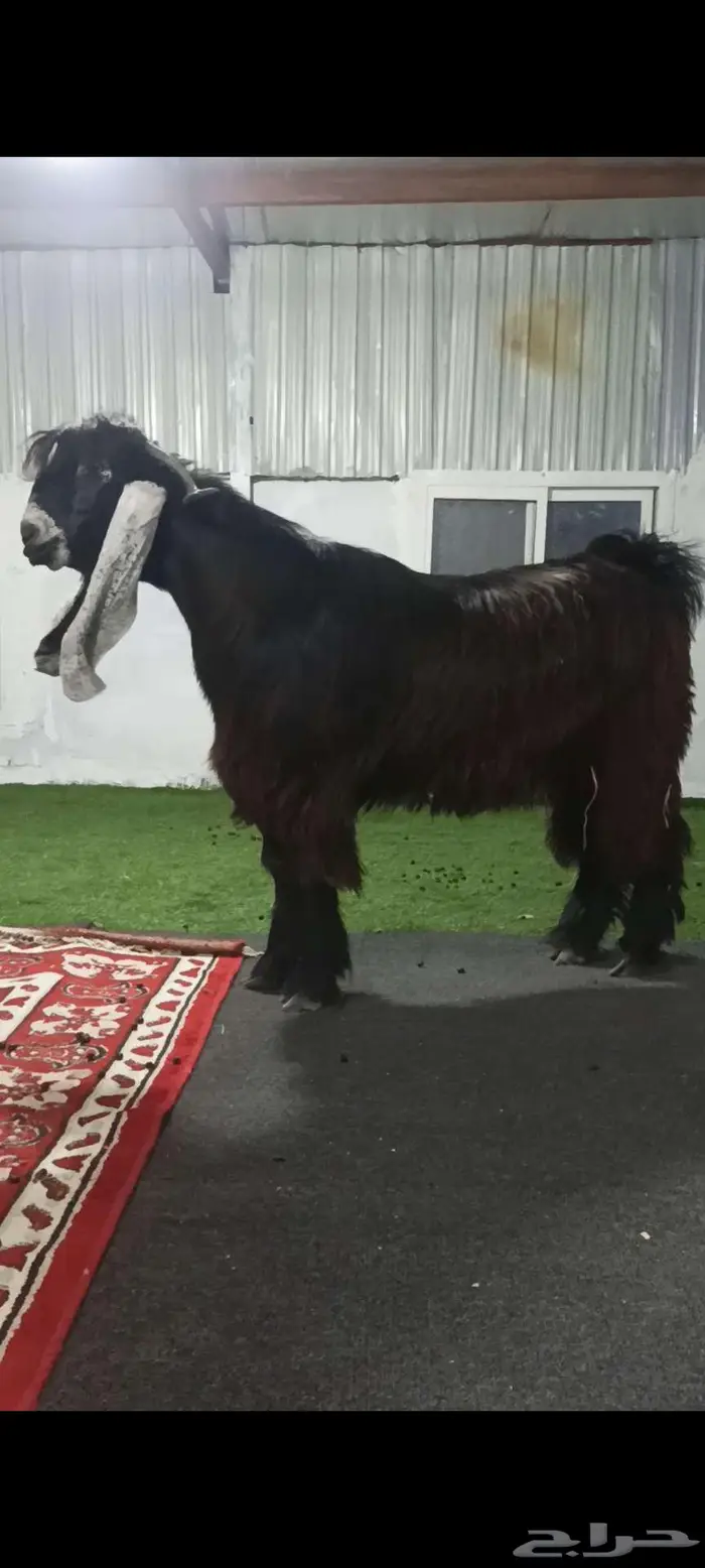 تم البيع الله يبارك للجميع 2