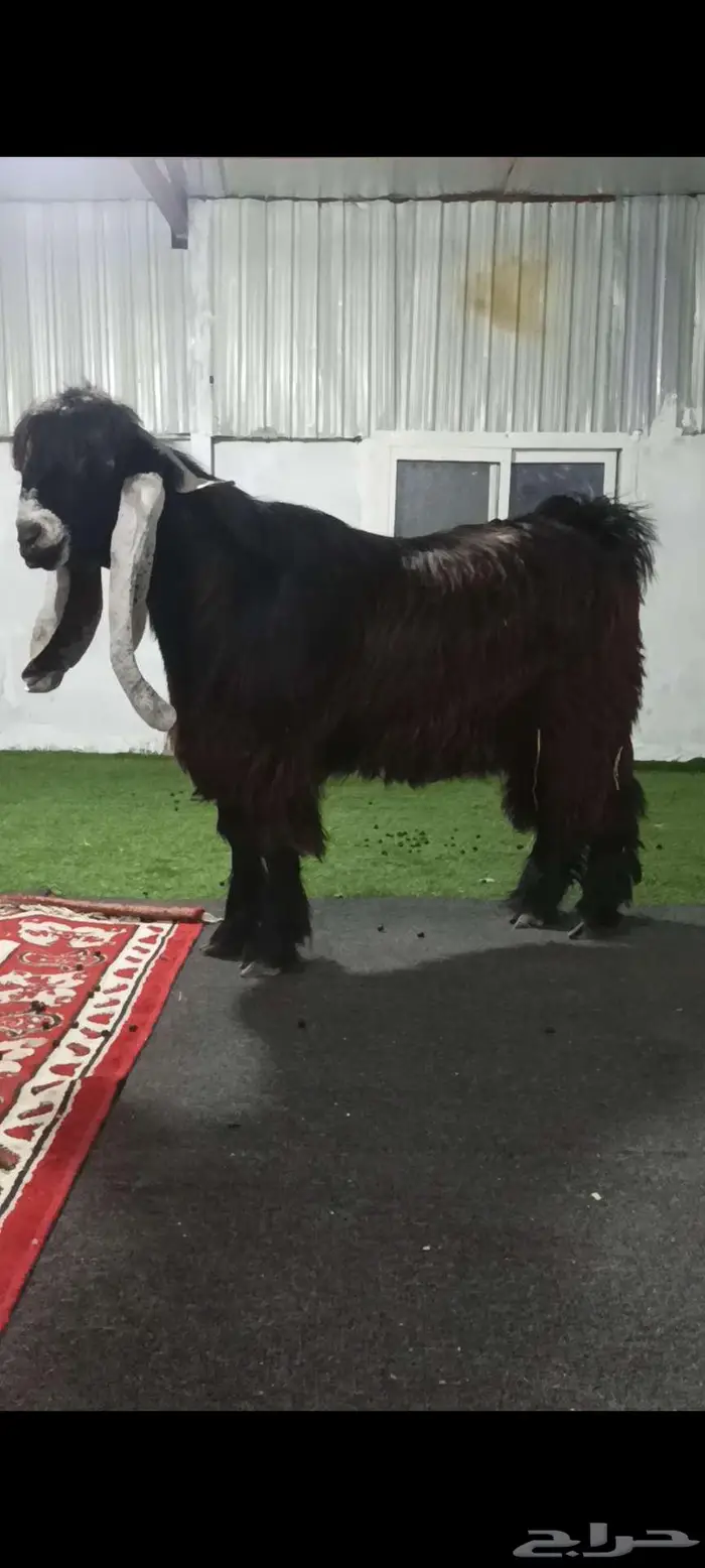 تم البيع الله يبارك للجميع 1