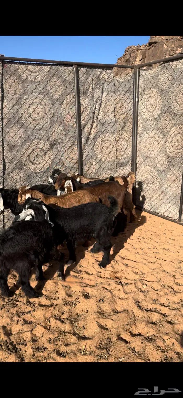 تيوسس للبيع بريه ع سووم 0