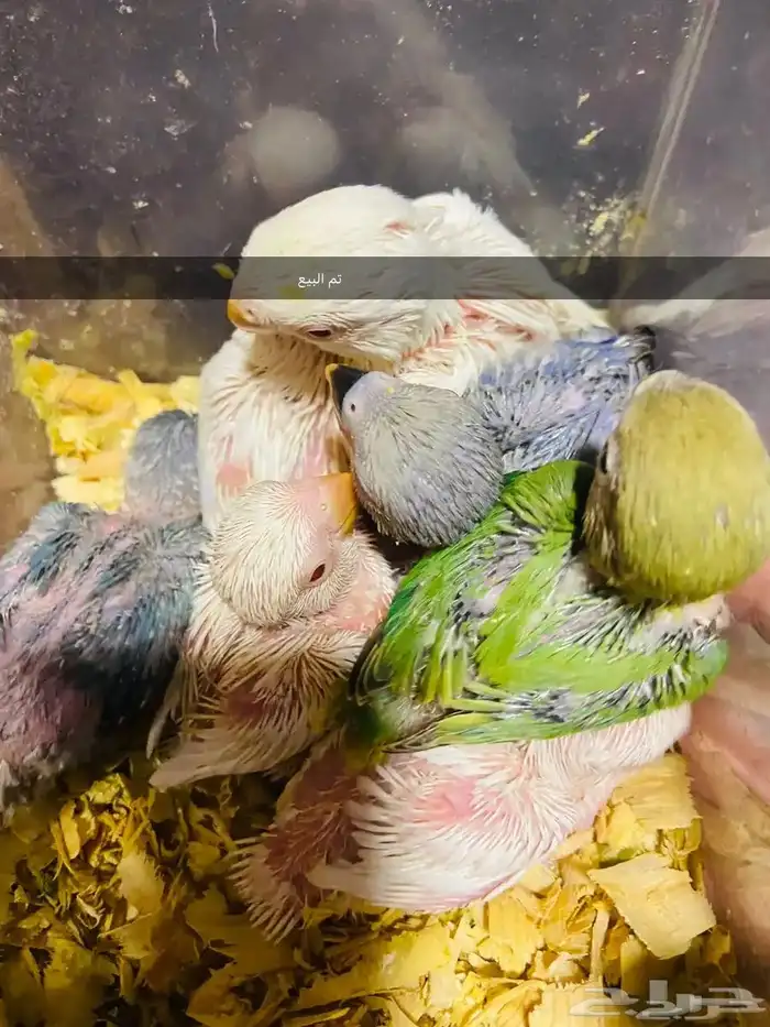 فروخ روز بلجرشي 0