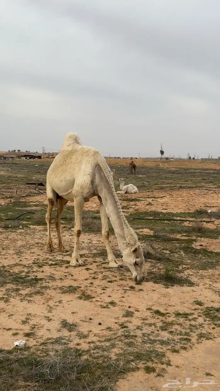 خلفه وضحا بدويه ( منيحه ) تم البيع 1
