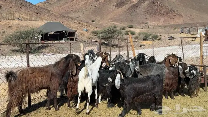 عوارض صنف طيبه 2