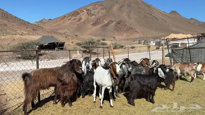 عوارض صنف طيبه 3