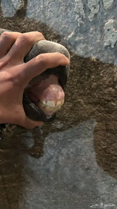 مهره واهو 1