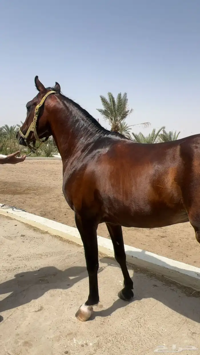 حصان عربي بوراقه 0