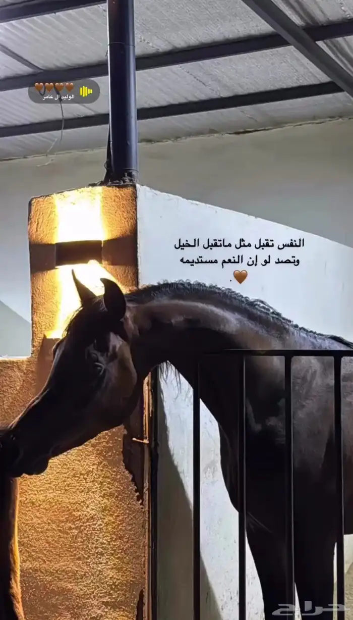 حصان عربي بوراقه 1