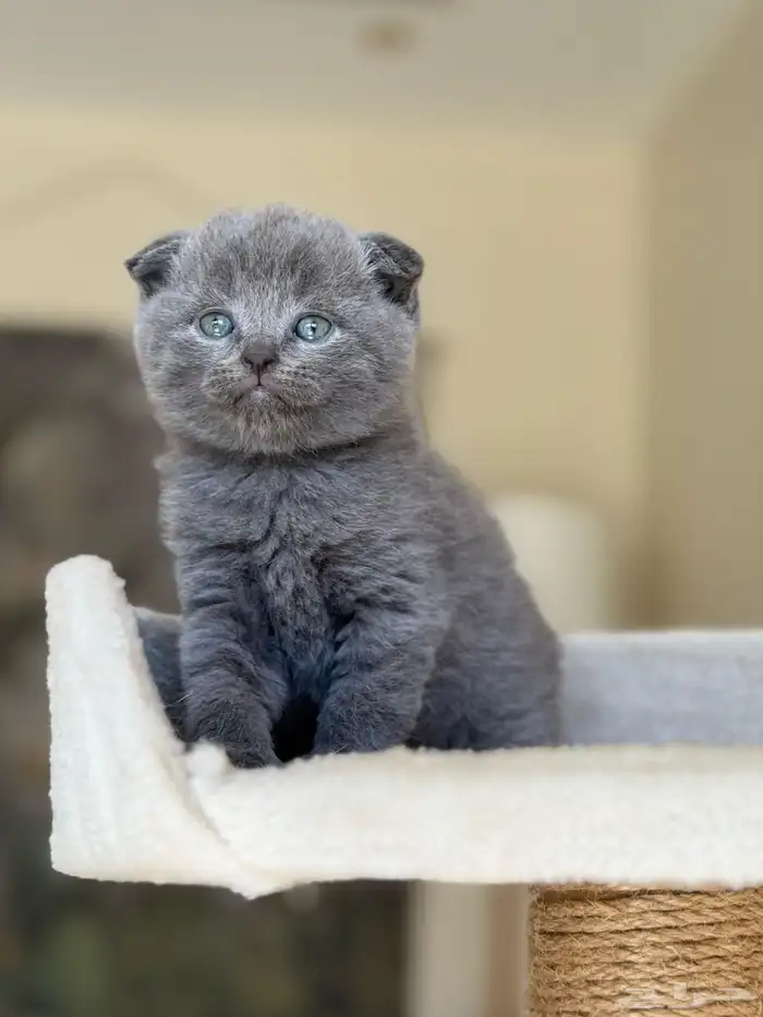 قطة سكوتش برتش بيور للبيع - لون بلو - يوجد دفع بالتقسيط 0