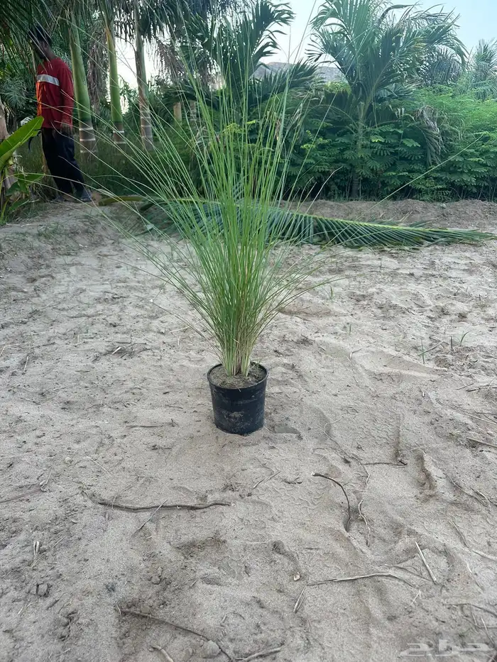 كميات حلفا خضراء بنسيتم اخضر Pennisetum Setaceum 1