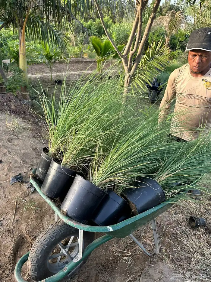 كميات حلفا خضراء بنسيتم اخضر Pennisetum Setaceum 2