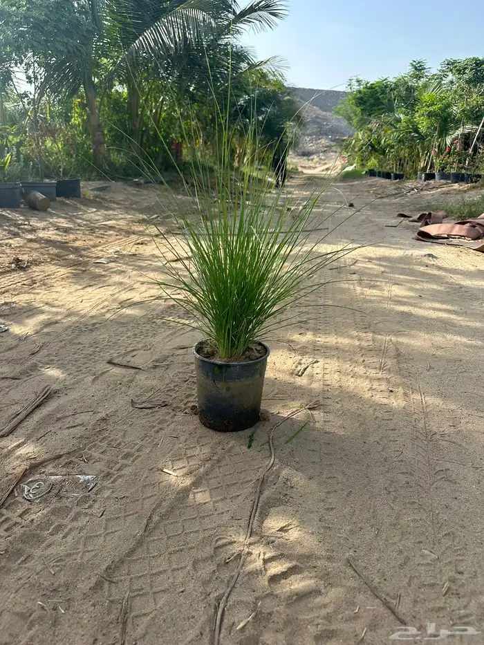كميات حلفا خضراء بنسيتم اخضر Pennisetum Setaceum 3
