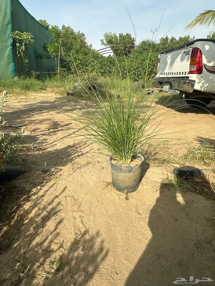 كميات حلفا خضراء بنسيتم اخضر Pennisetum Setaceum 4