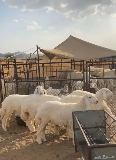 رخال صنف الصنف تم البيع 0