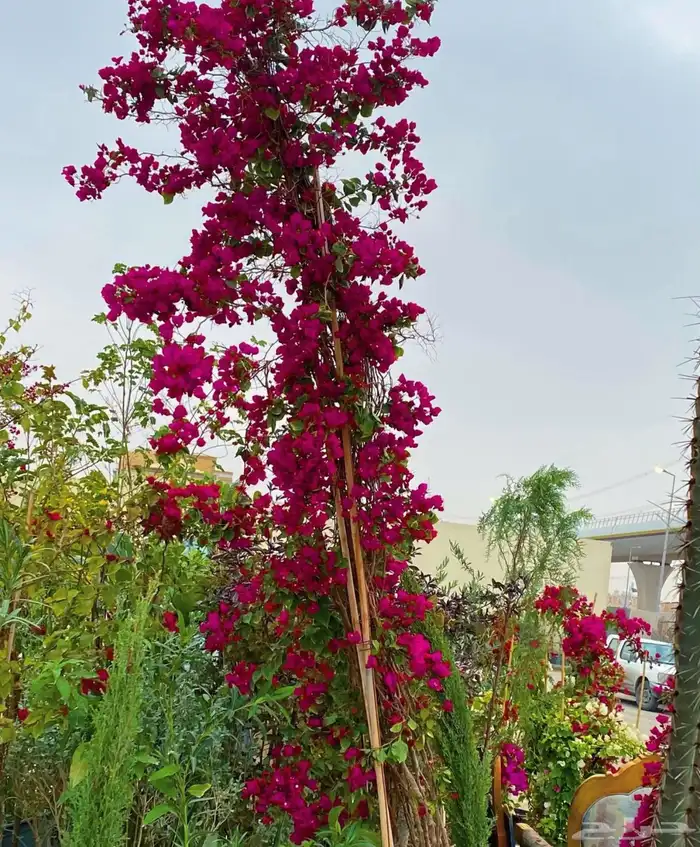 زراعه وحدائق 1