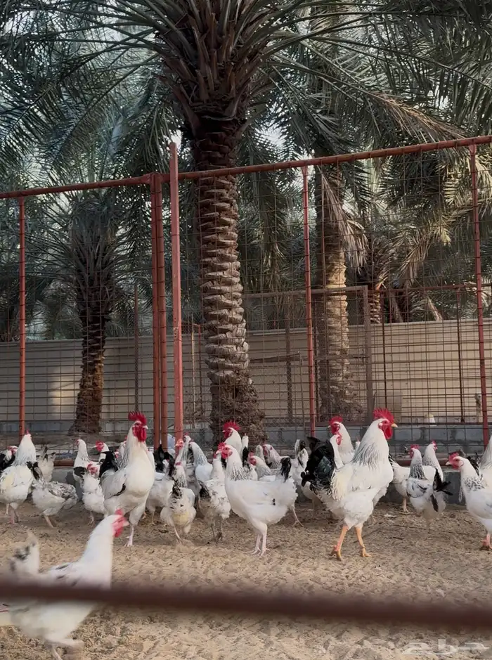 بيض دجاج فرنسي كولمبي مخصب 3