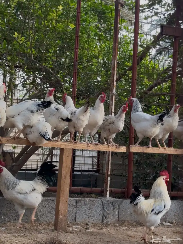 بيض دجاج فرنسي كولمبي مخصب 1