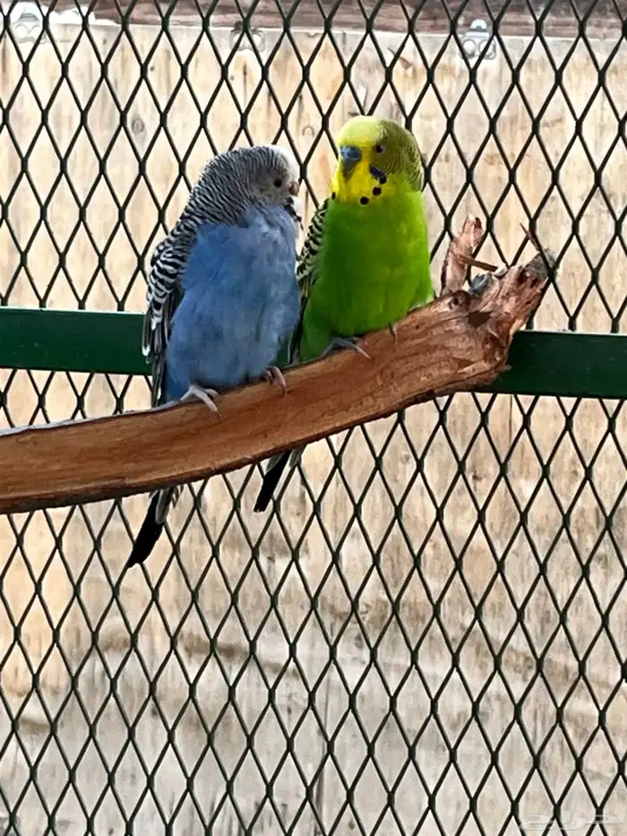 طيور حب جوز منتج 1