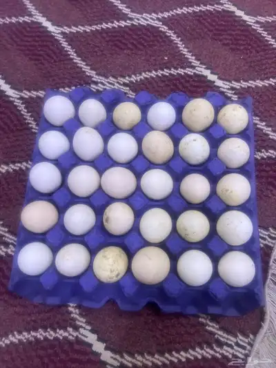 بيض 25 0