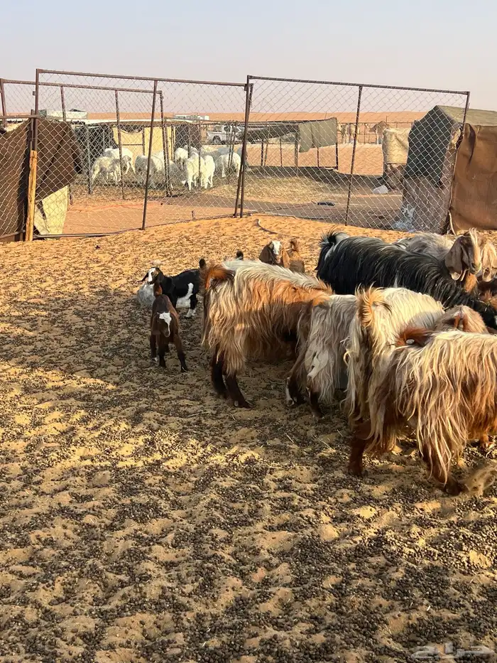 معز البيع طيب 3