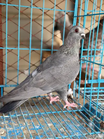 زوج بوز مغبر 4