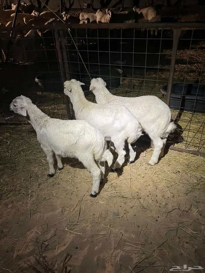 ذبايح وعنز رغوث 0