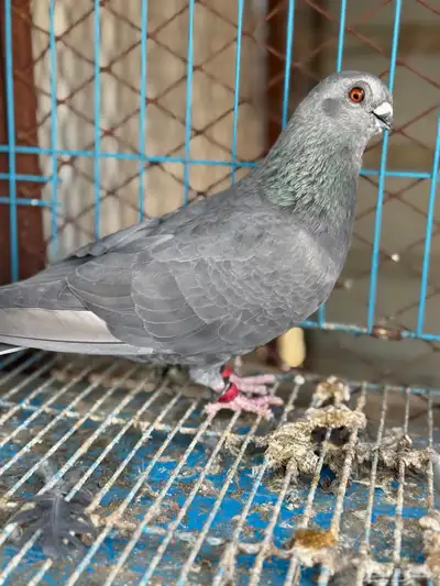 زوج بوز مغبر 2