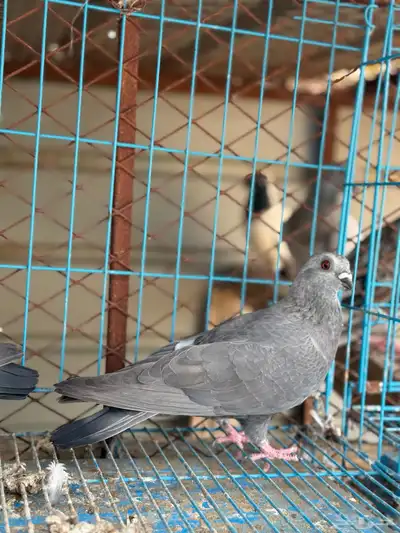زوج بوز مغبر 1