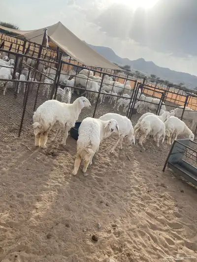 رخال صنف الصنف تم البيع 1